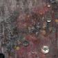 lost things: dreams and buttons
