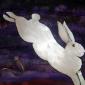 white rabbit